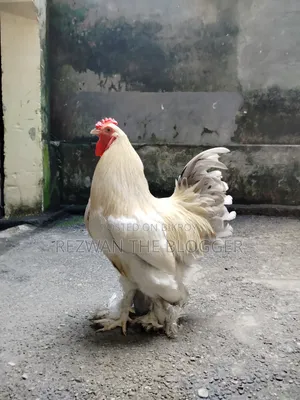 American Light Brahma