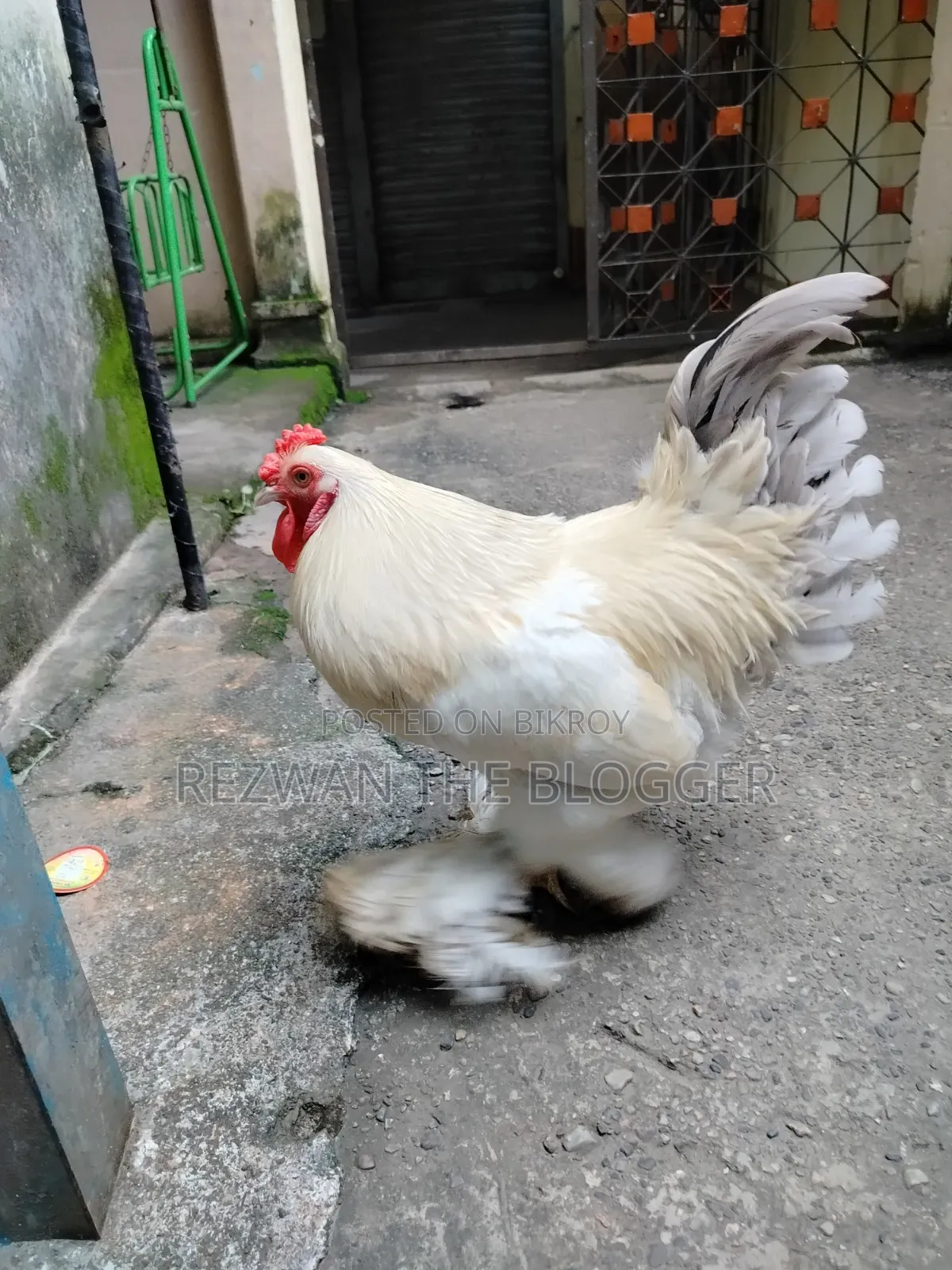 American Light Brahma