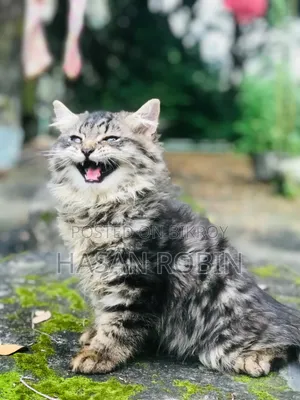1-3 months Male Purebred Persian