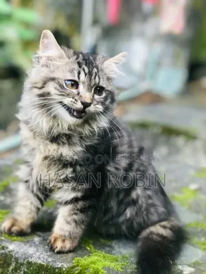 1-3 months Male Purebred Persian