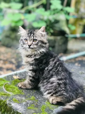 1-3 months Male Purebred Persian