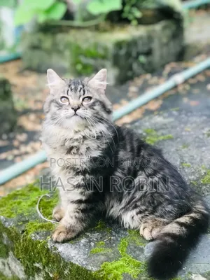 1-3 months Male Purebred Persian