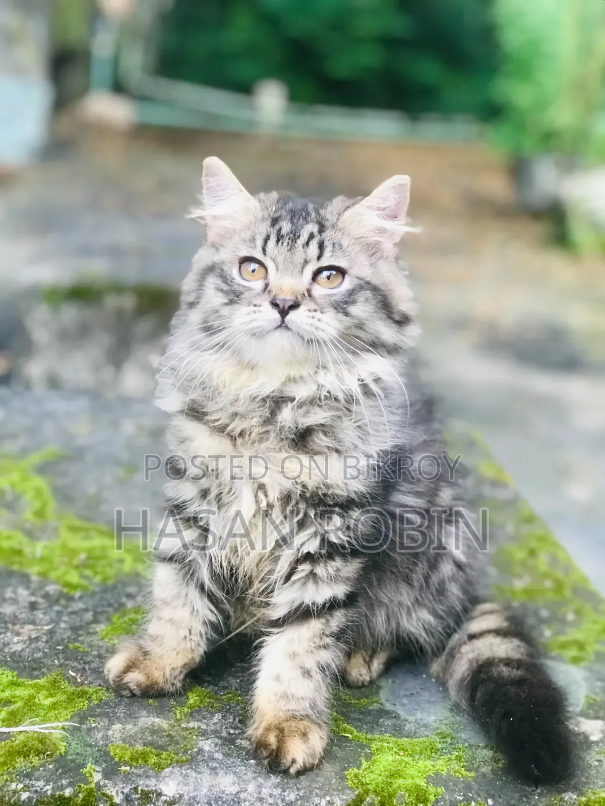 1-3 months Male Purebred Persian