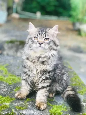 1-3 months Male Purebred Persian