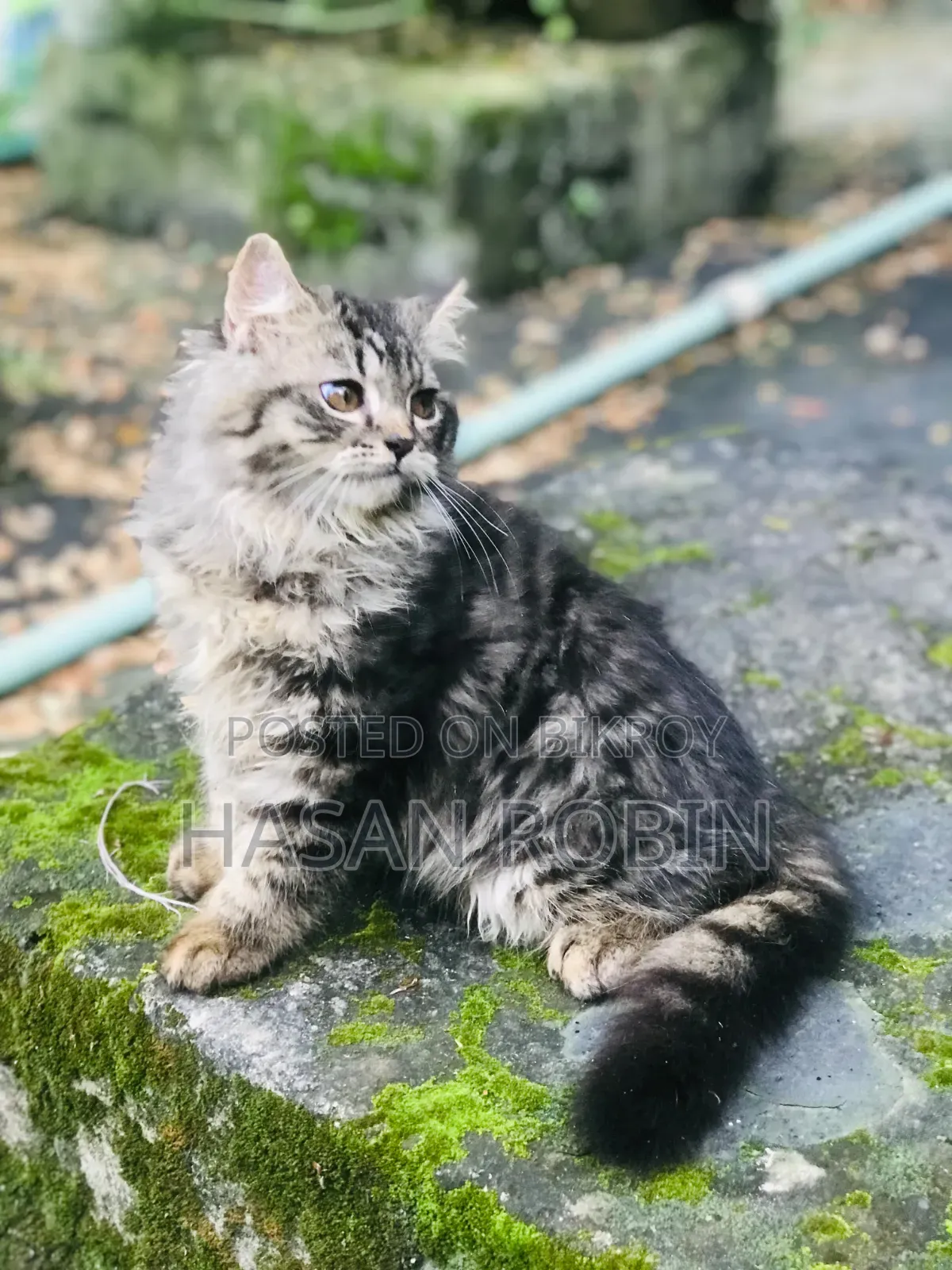 1-3 months Male Purebred Persian