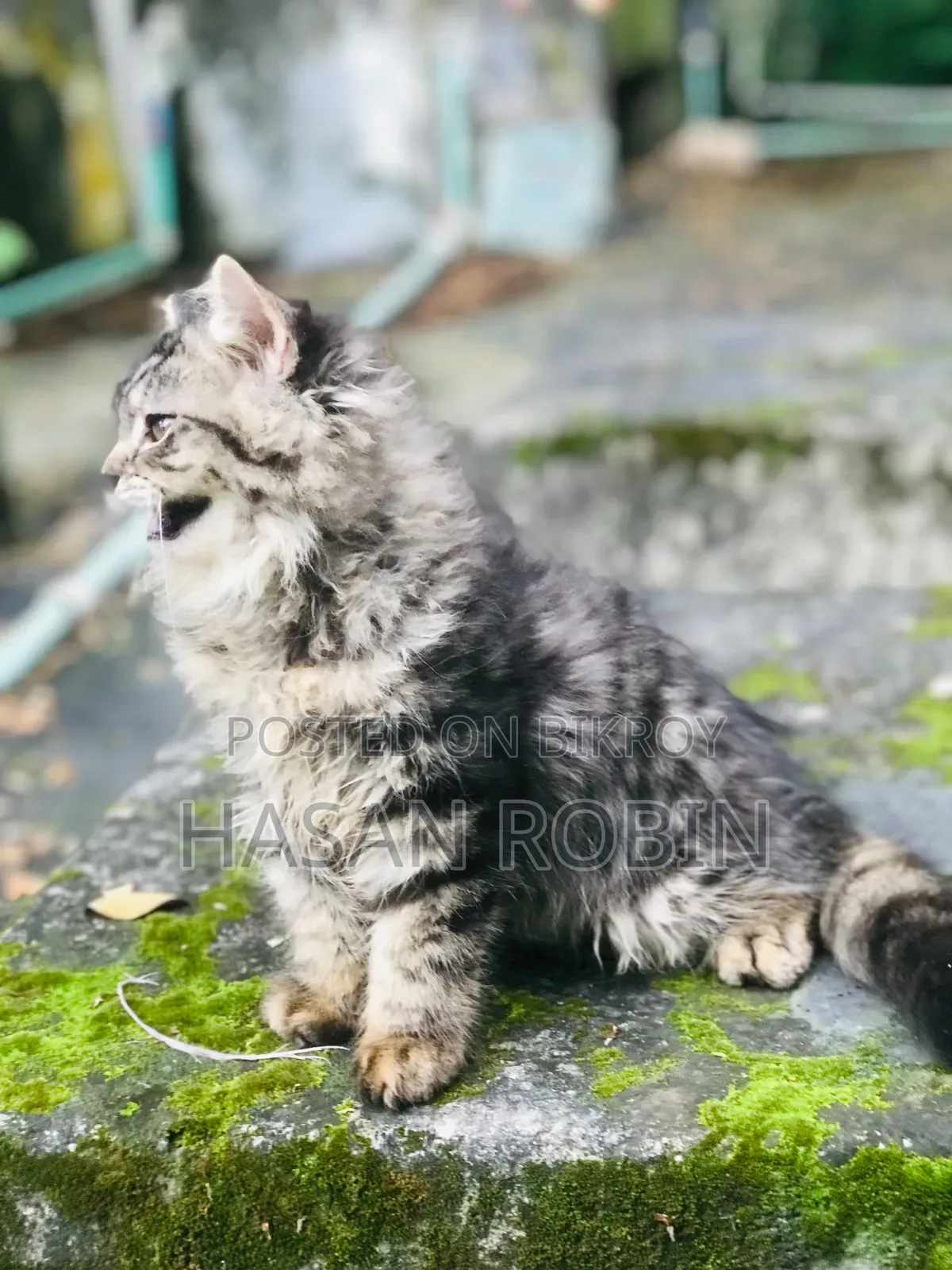 1-3 months Male Purebred Persian