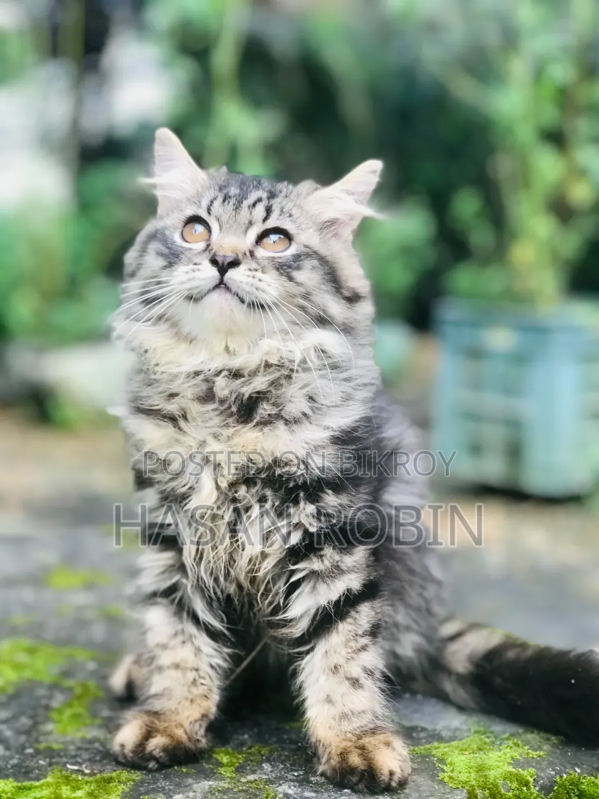 1-3 months Male Purebred Persian