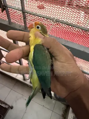 Adult Male Love Bird for Sale !