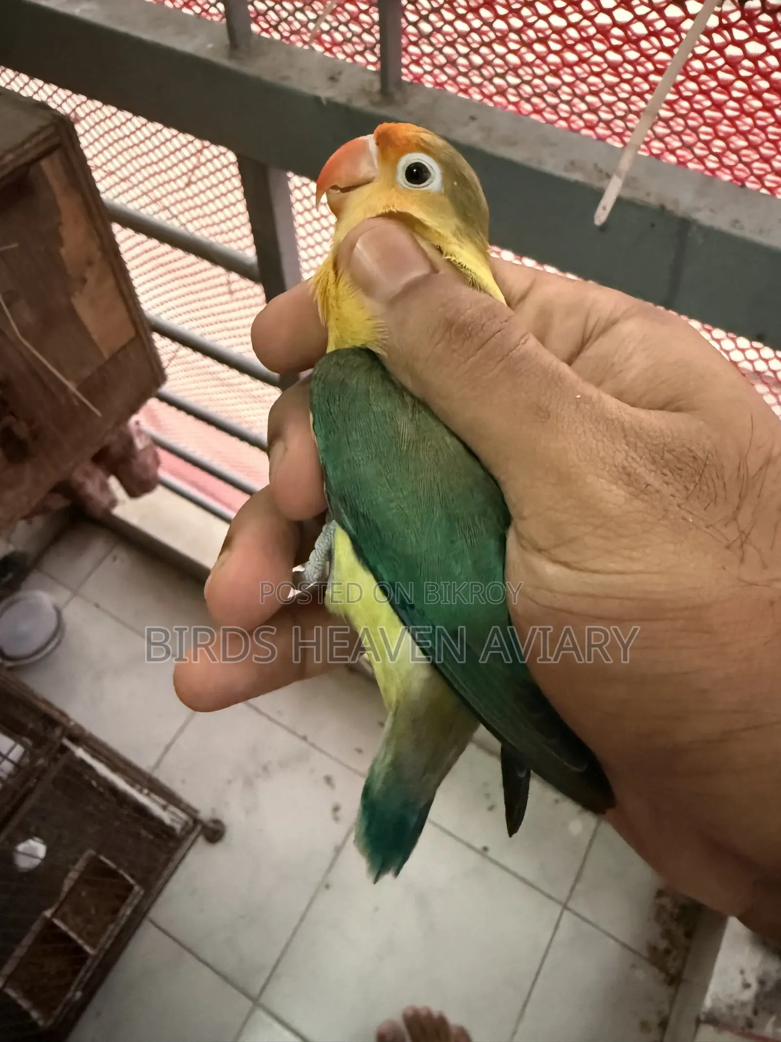 Adult Male Love Bird for Sale !
