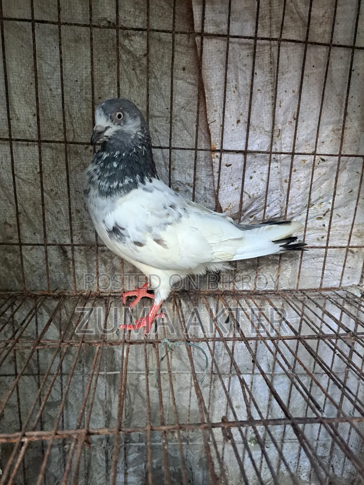Female Pigeon