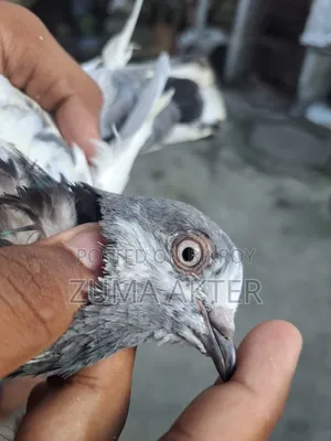 Female Pigeon