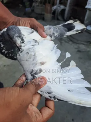 Female Pigeon