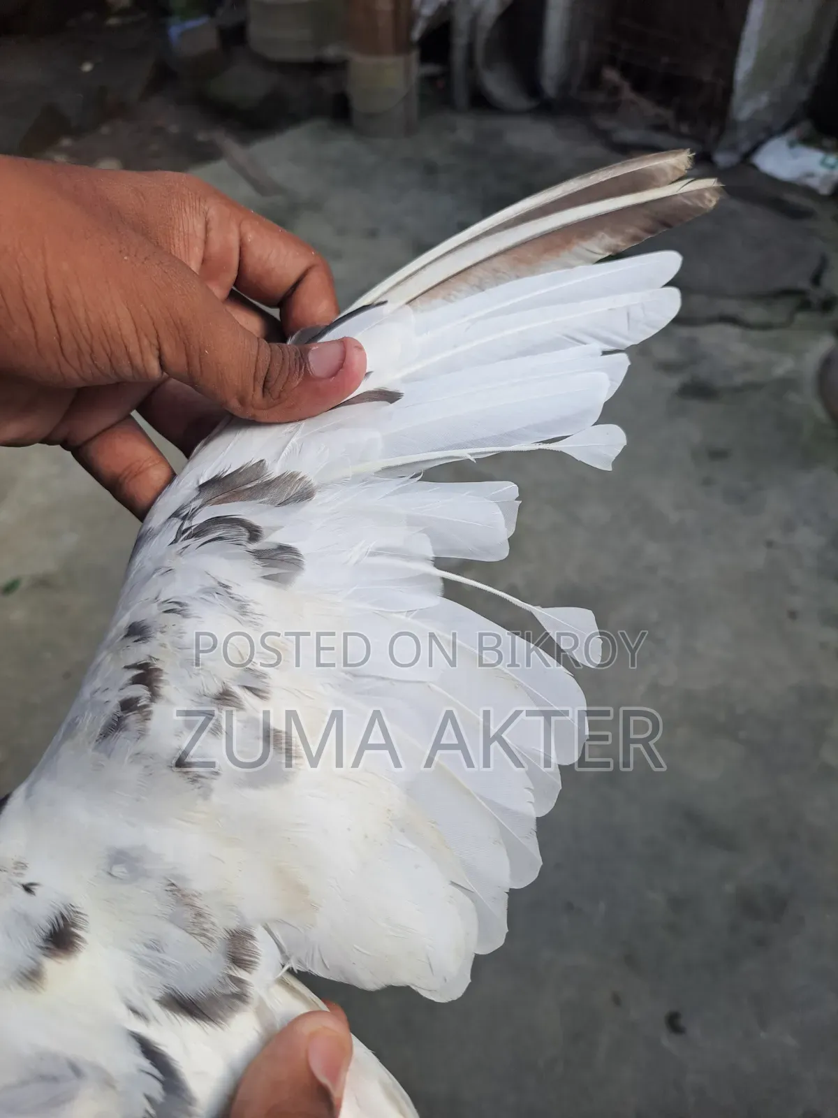 Female Pigeon