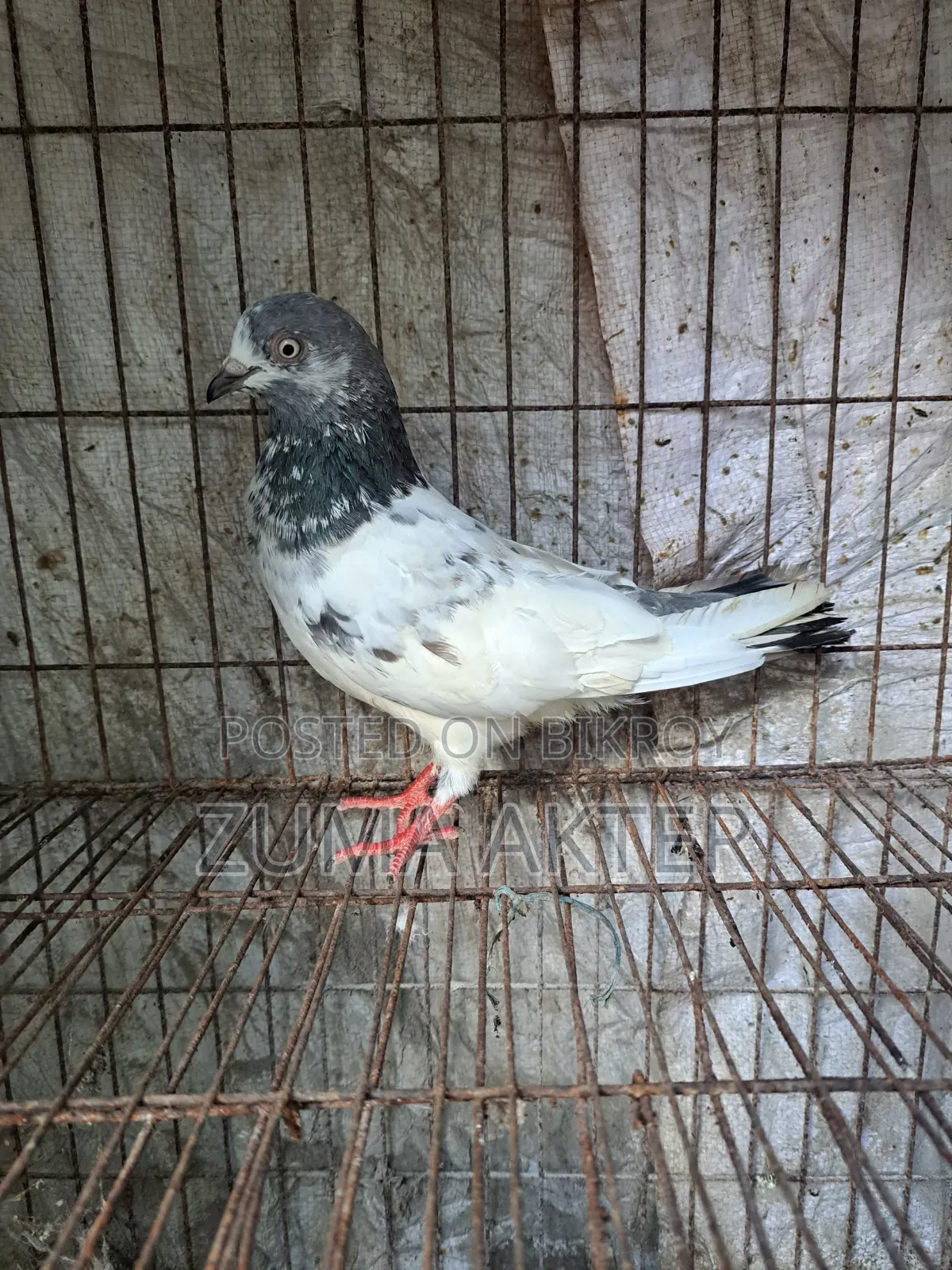 Female Pigeon