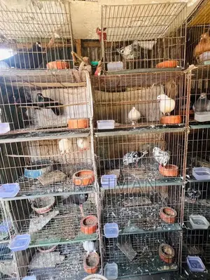 23 Pairs Mixed Type Pigeons