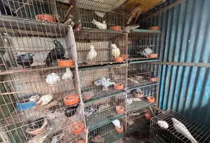 23 Pairs Mixed Type Pigeons