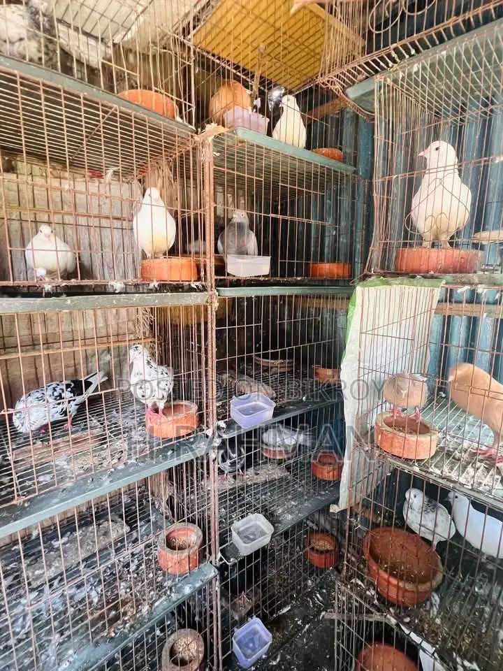23 Pairs Mixed Type Pigeons