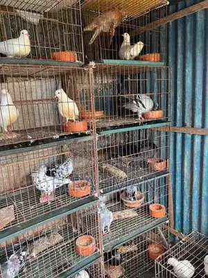 23 Pairs Mixed Type Pigeons