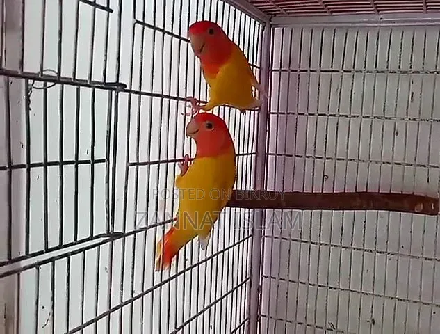 রানিং পেয়ার লাভ বার্ড