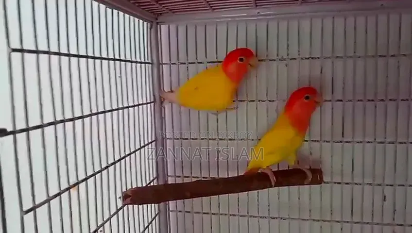 রানিং পেয়ার লাভ বার্ড