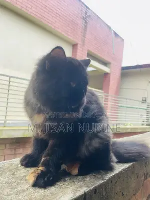 3-6 months Female Purebred Persian