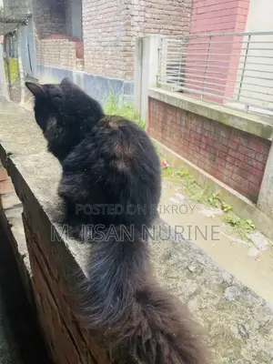 3-6 months Female Purebred Persian