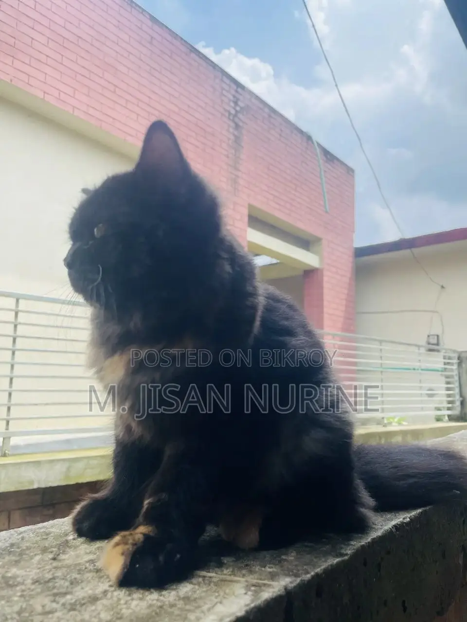 3-6 months Female Purebred Persian