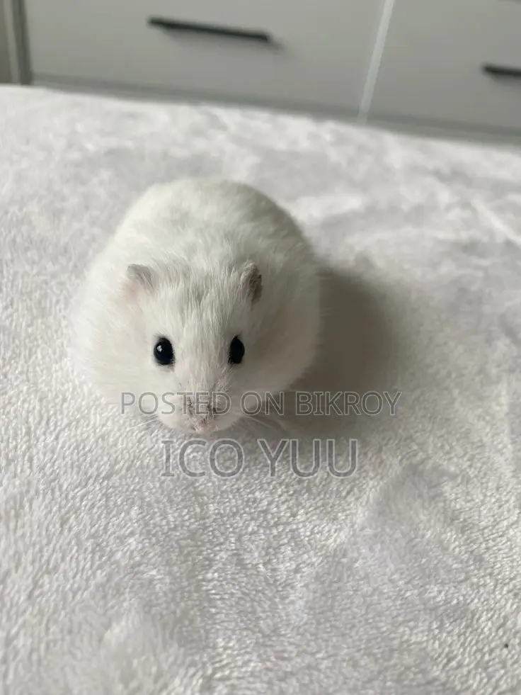 Winter White Hamster