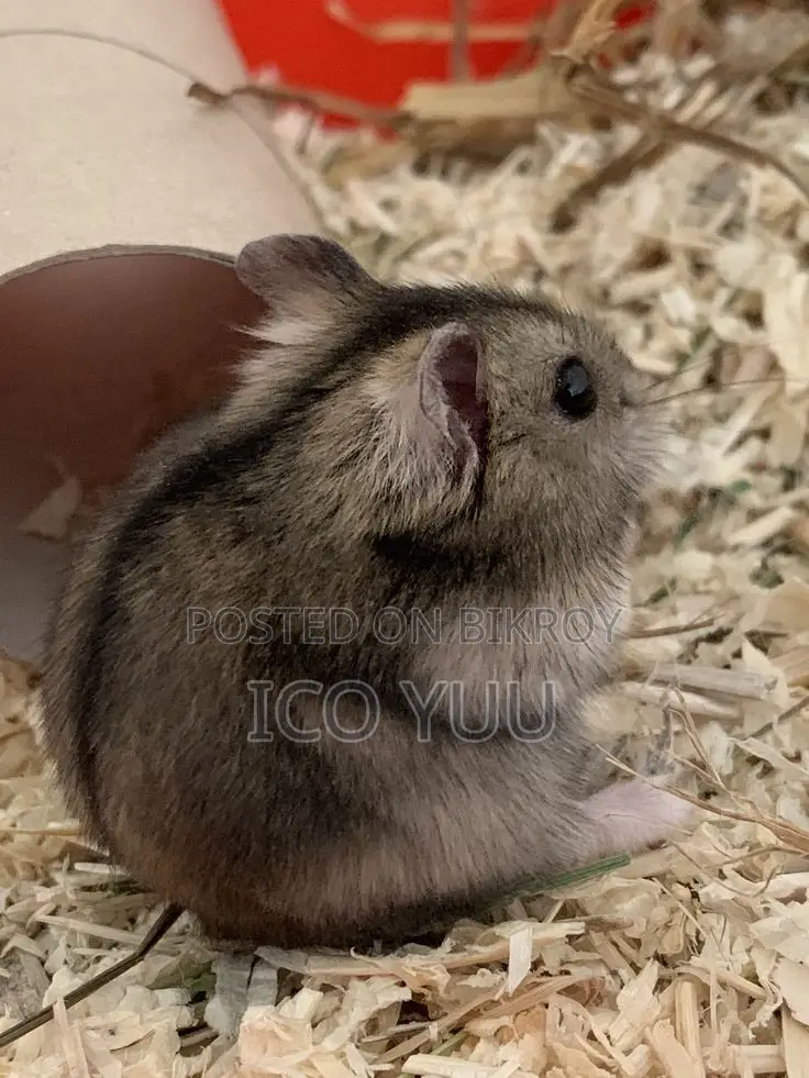 Winter White Hamster