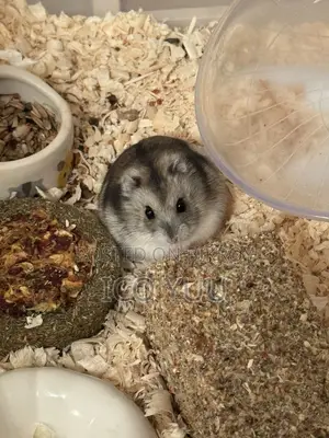 Winter White Hamster