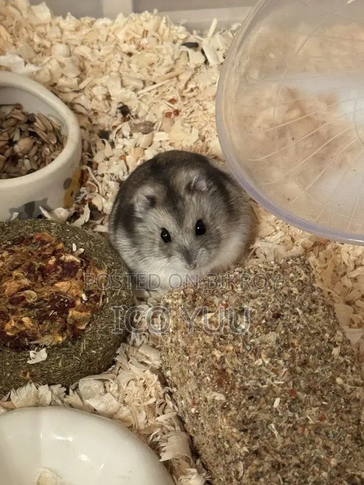 Winter White Hamster