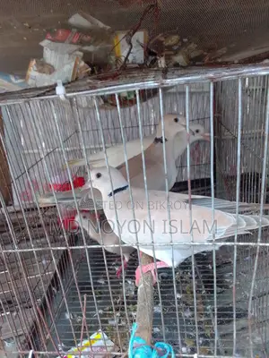Australian Dove