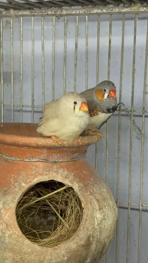 Zebra Finch Master Pair