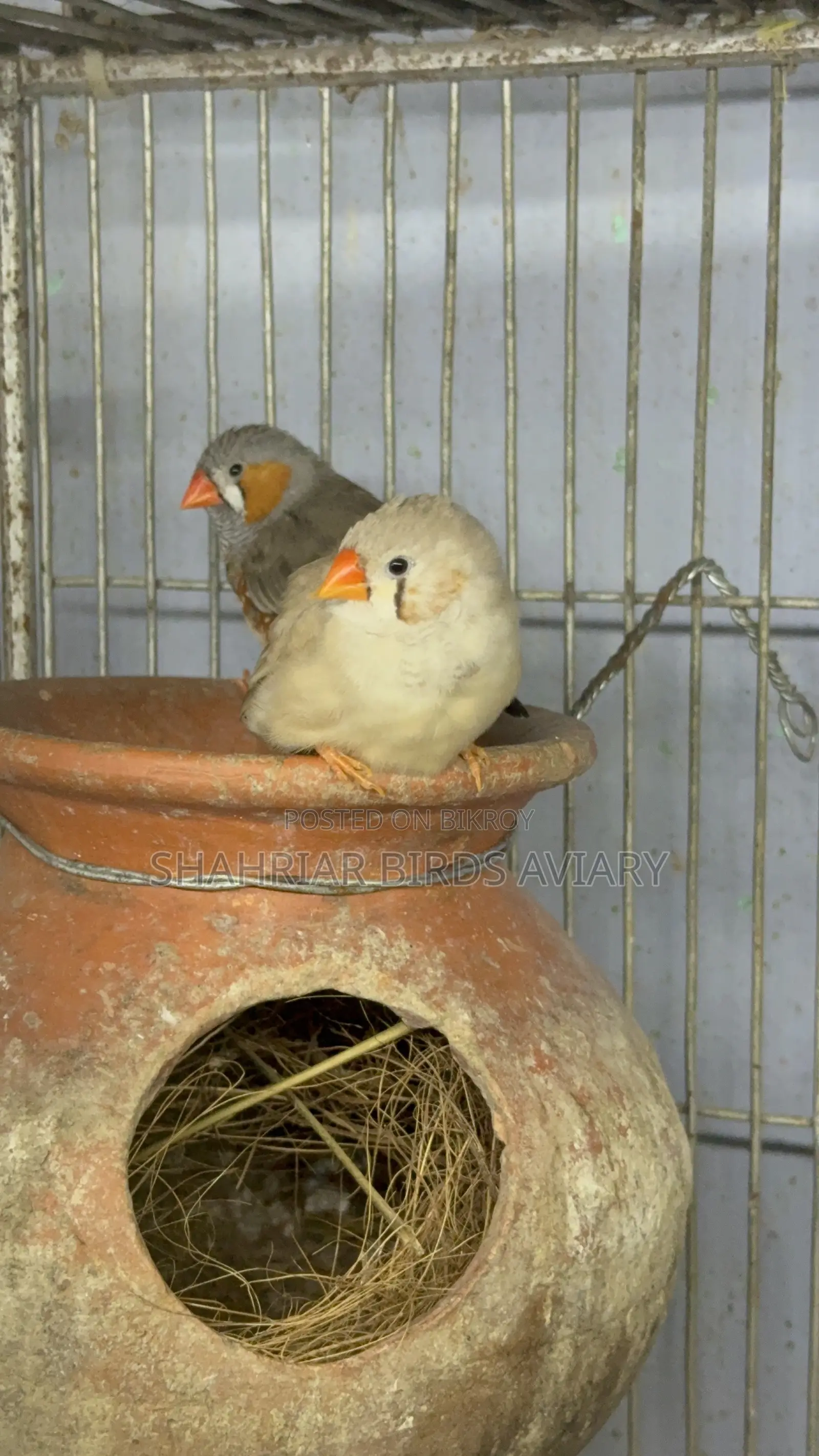 Zebra Finch Master Pair