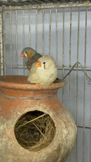 Zebra Finch Master Pair