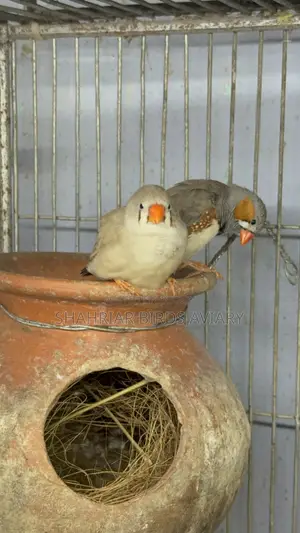Zebra Finch Master Pair