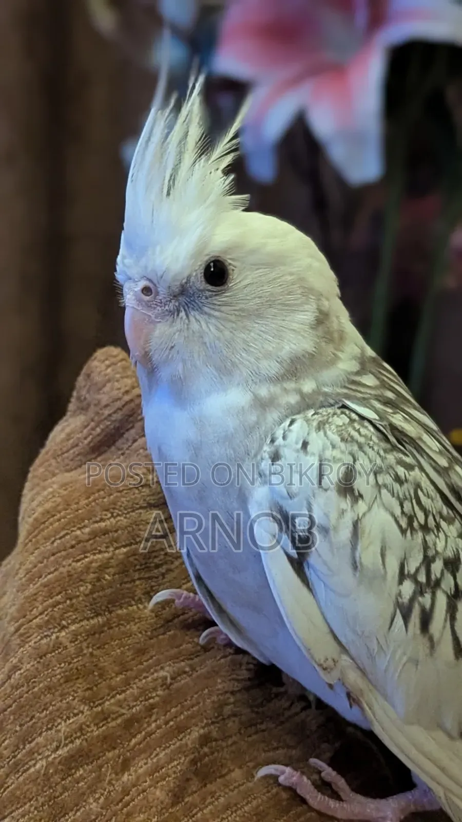 Whiteface Pearl Pied Cockatiel