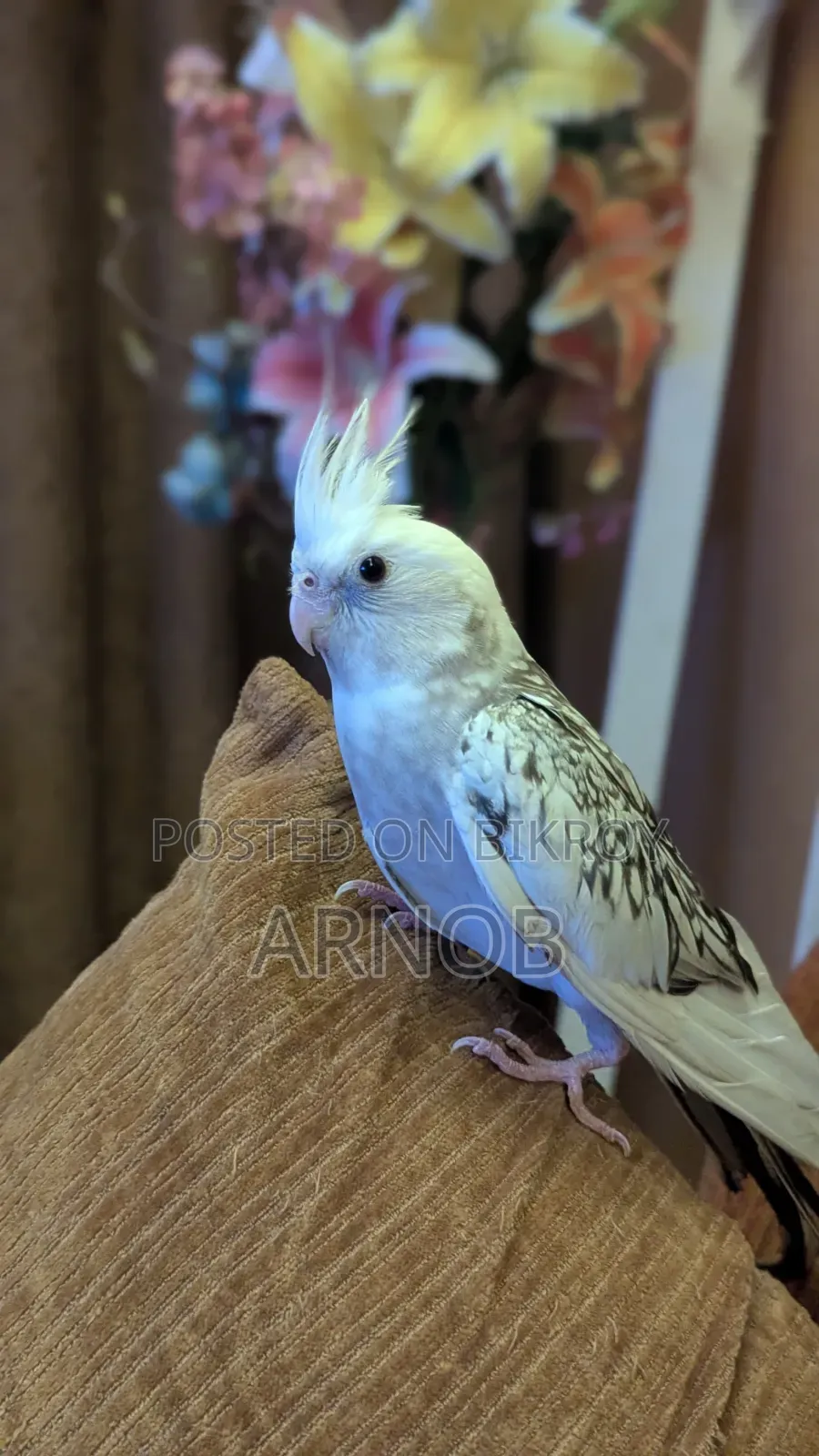 Whiteface Pearl Pied Cockatiel