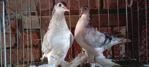 Pigeons for sale
