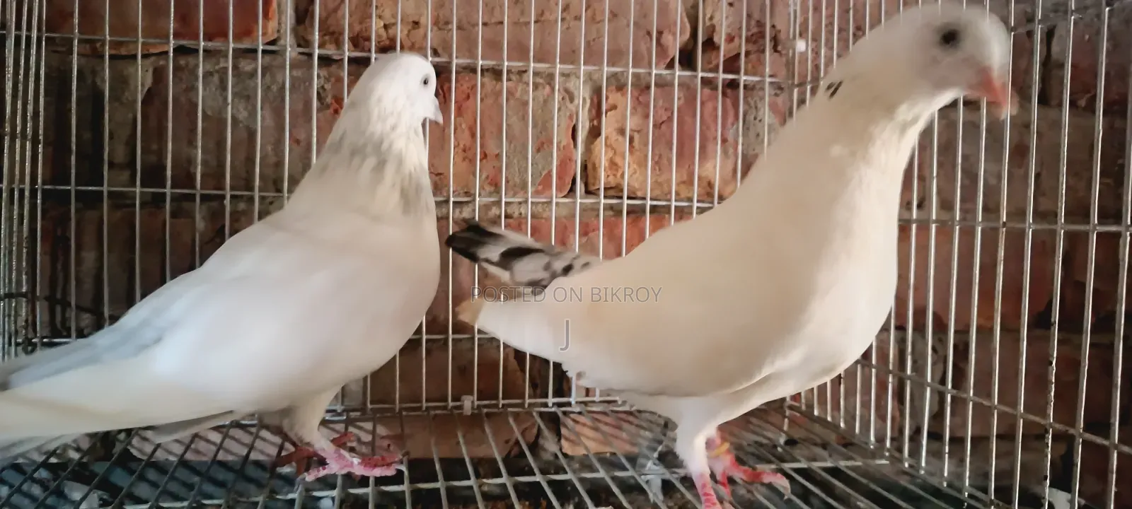 Pigeons for sale