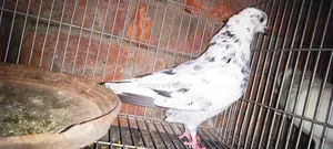 Pigeons for sale