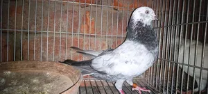 Pigeons for sale