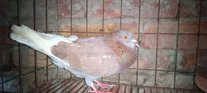 Pigeons for sale