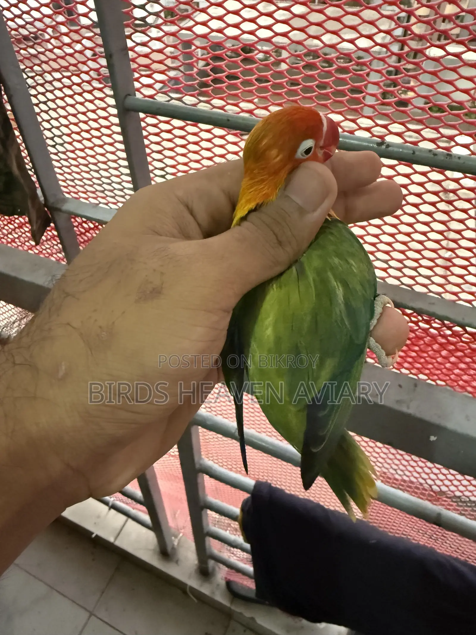 Adult Male Love Bird for Sale!