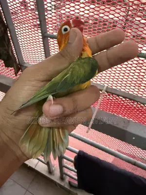 Adult Male Love Bird for Sale!
