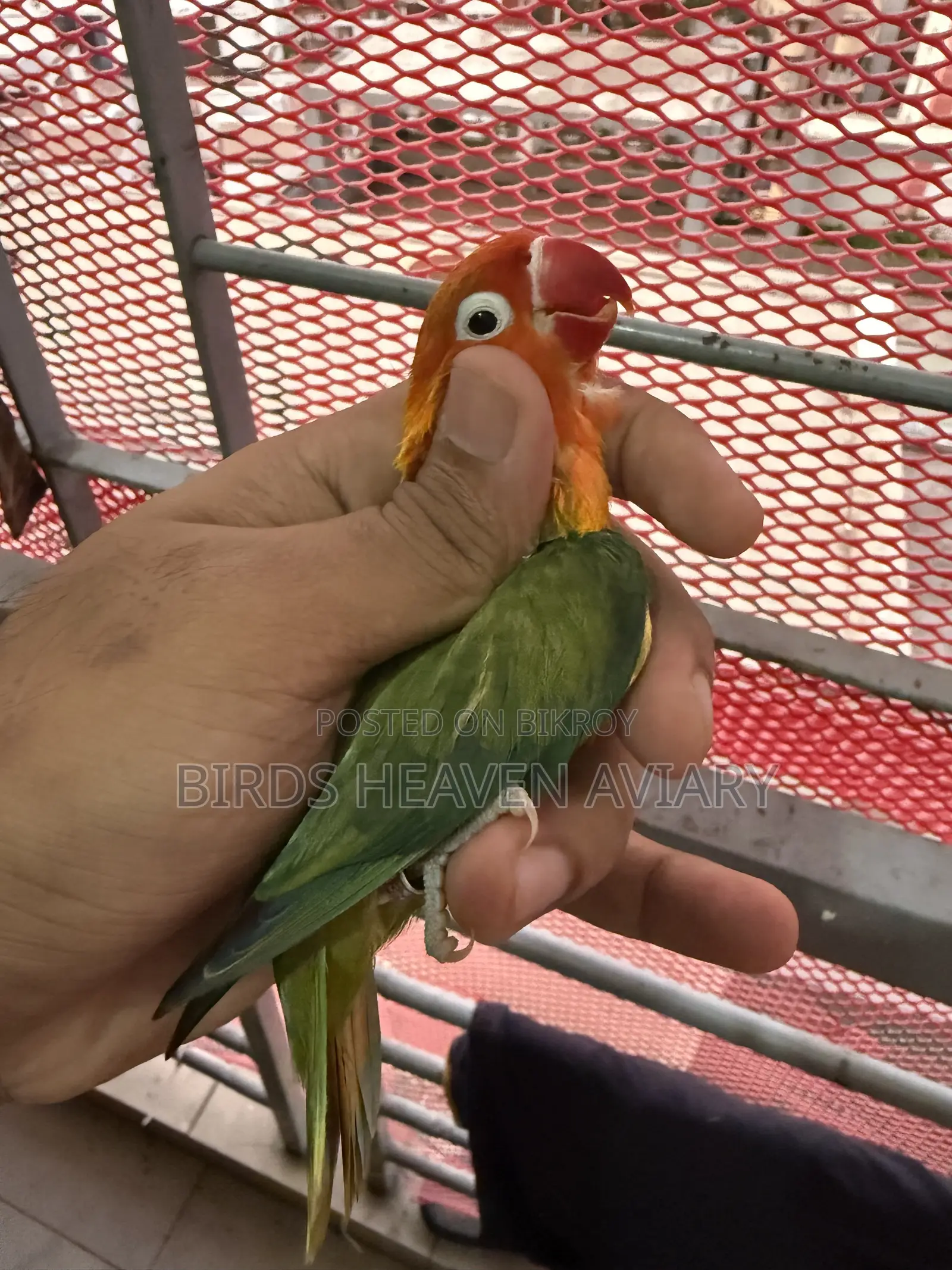 Adult Male Love Bird for Sale!