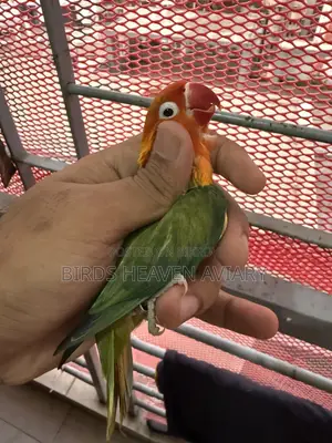 Adult Male Love Bird for Sale!