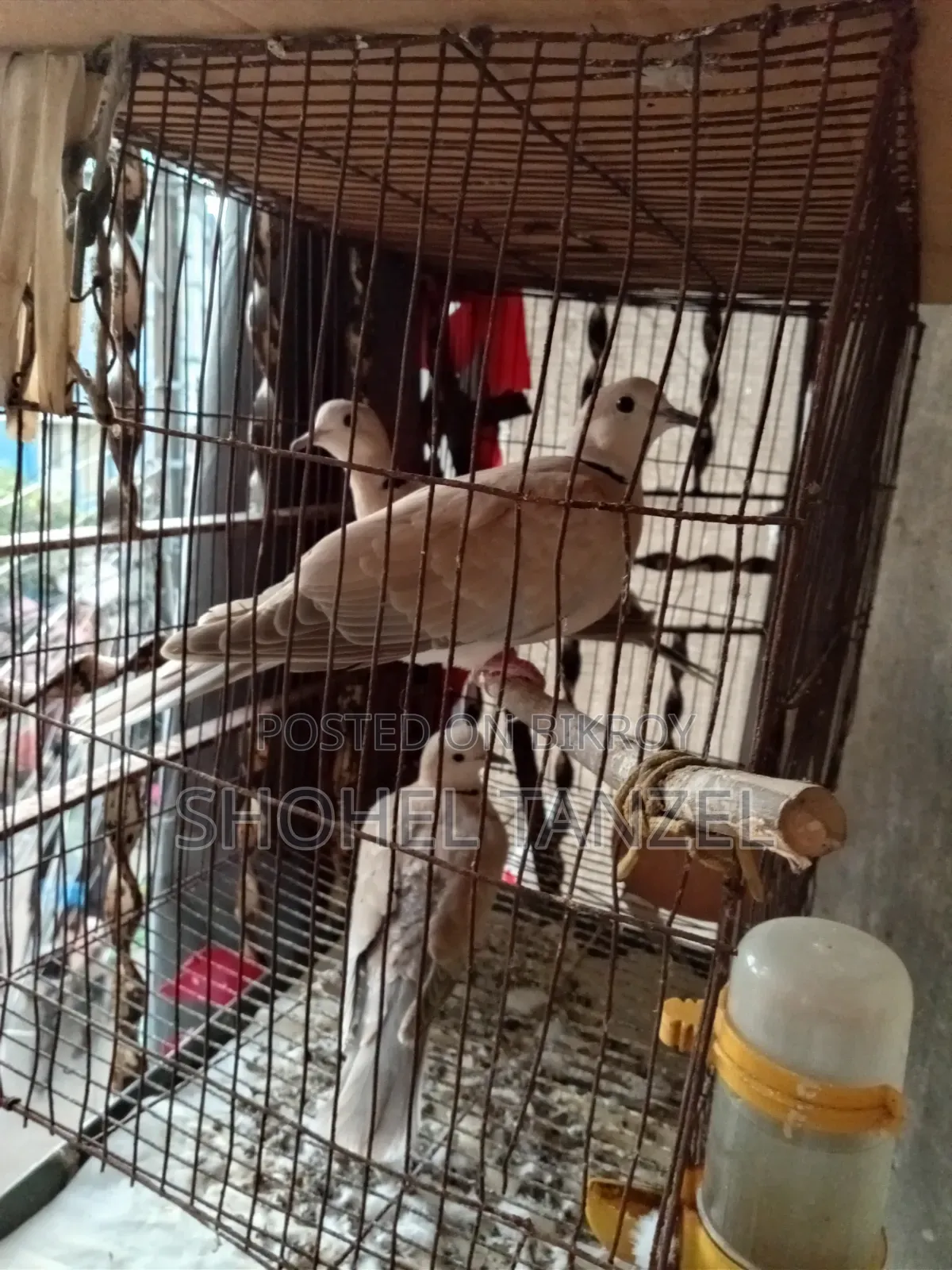 Australian Dove