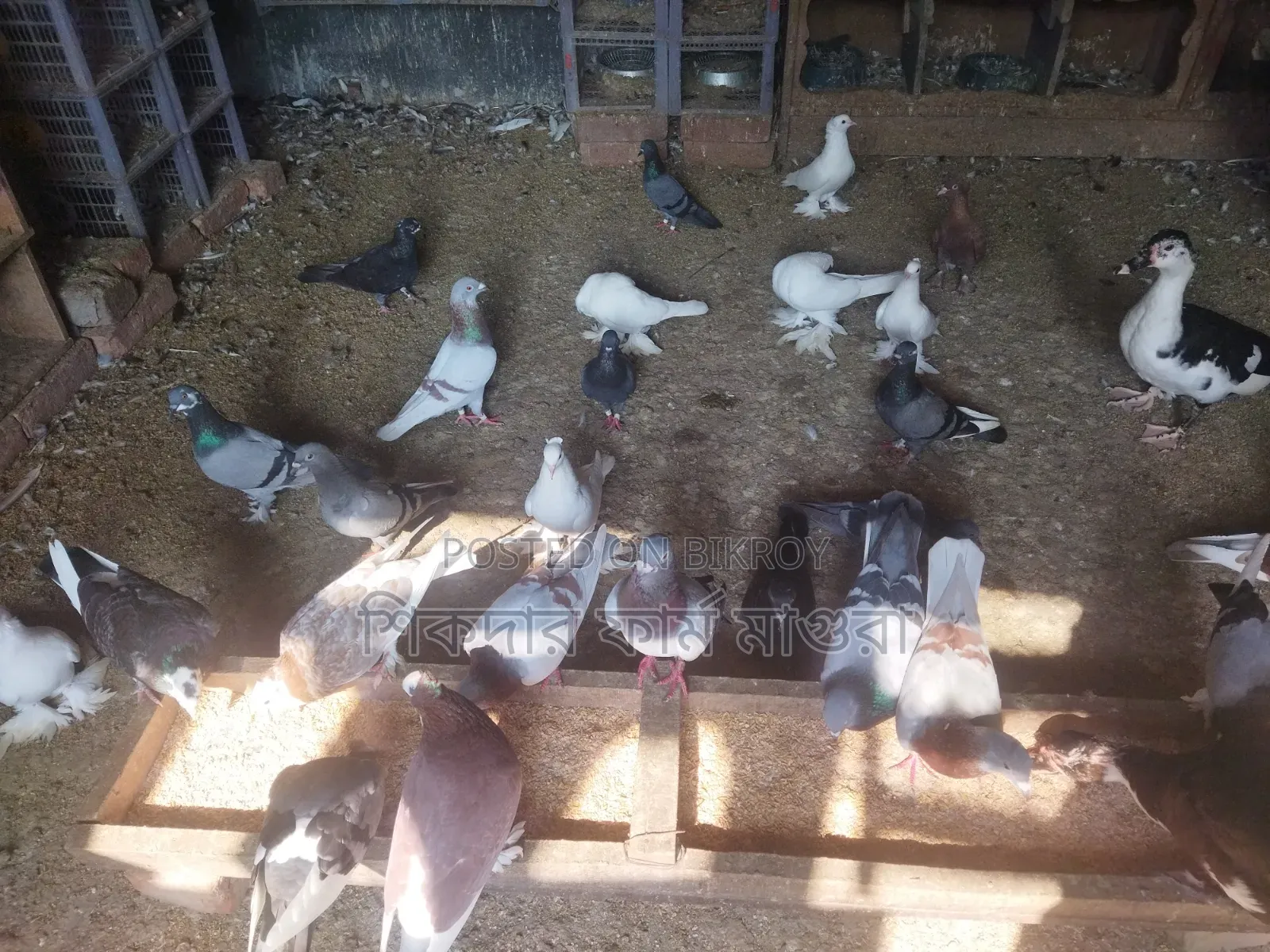Deshi, Jalali and Racer Pigeons
