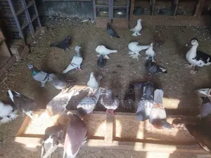 Deshi, Jalali and Racer Pigeons